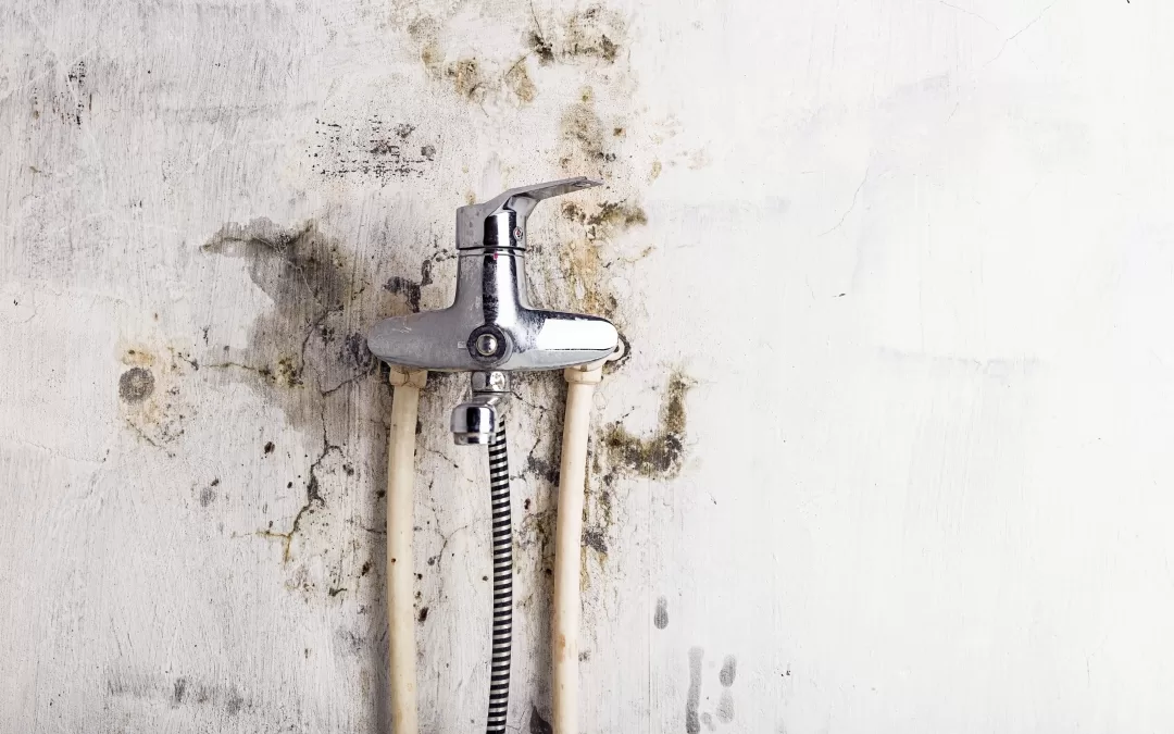 The Dangers of Mould Growth in Homes and the Importance of Professional Mould Removal