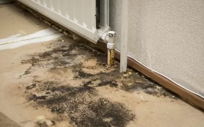 The Ultimate Guide to Managing Mould in Auckland Properties