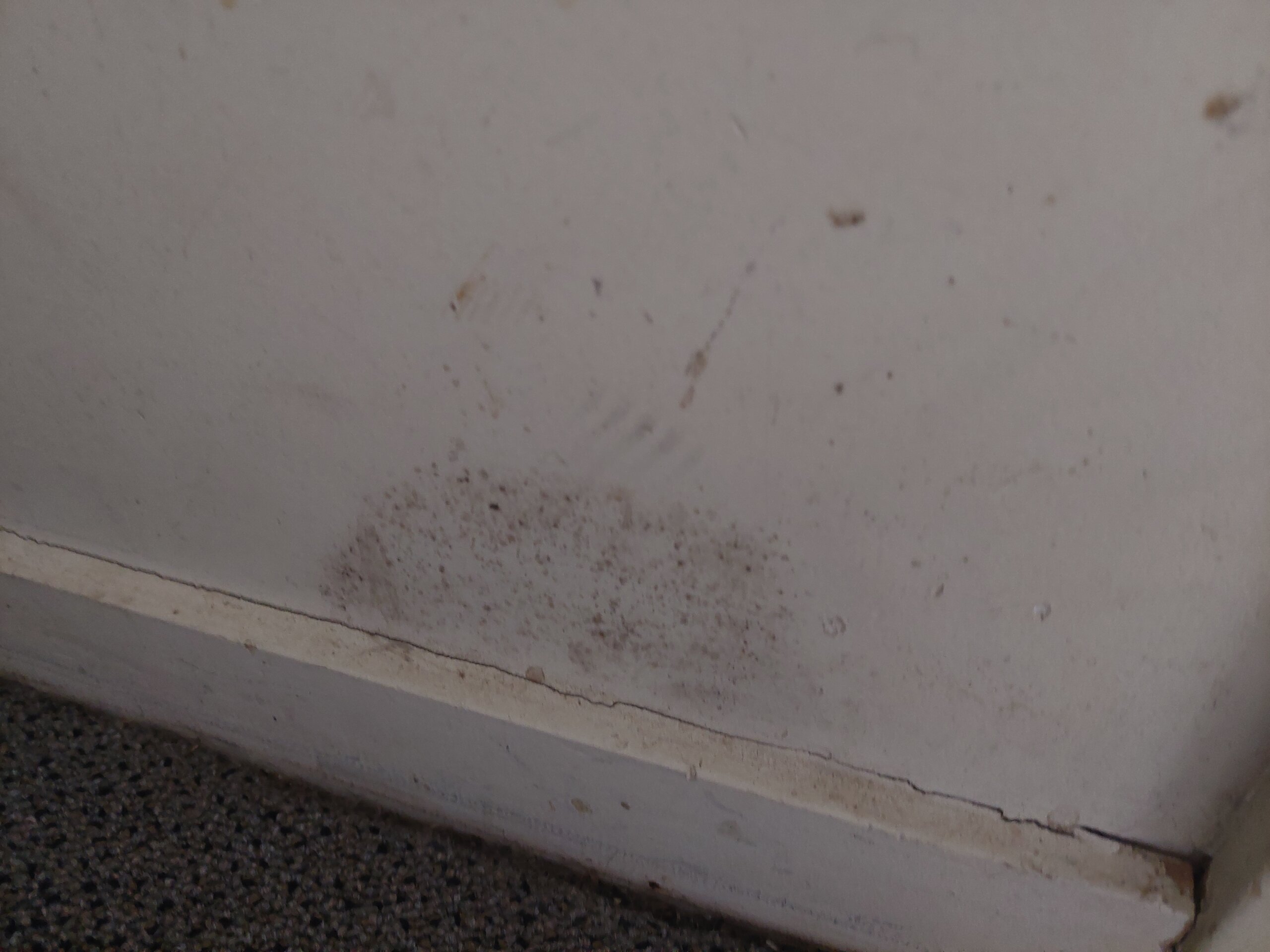 Debunking Mould Myths: Separating Fact from Fiction