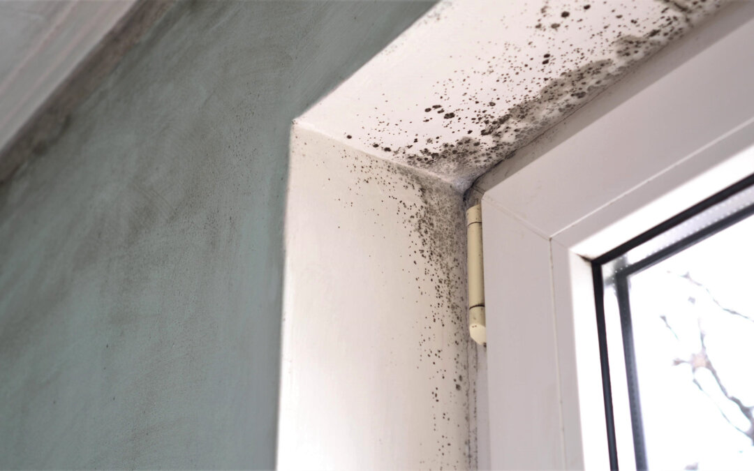 Preventing Mould Growth During Winter Months