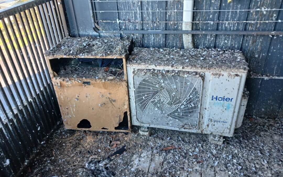 Pigeon droppings on a balcony in Auckland