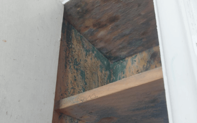 Effective Tips To Remove Mould In New Zealand