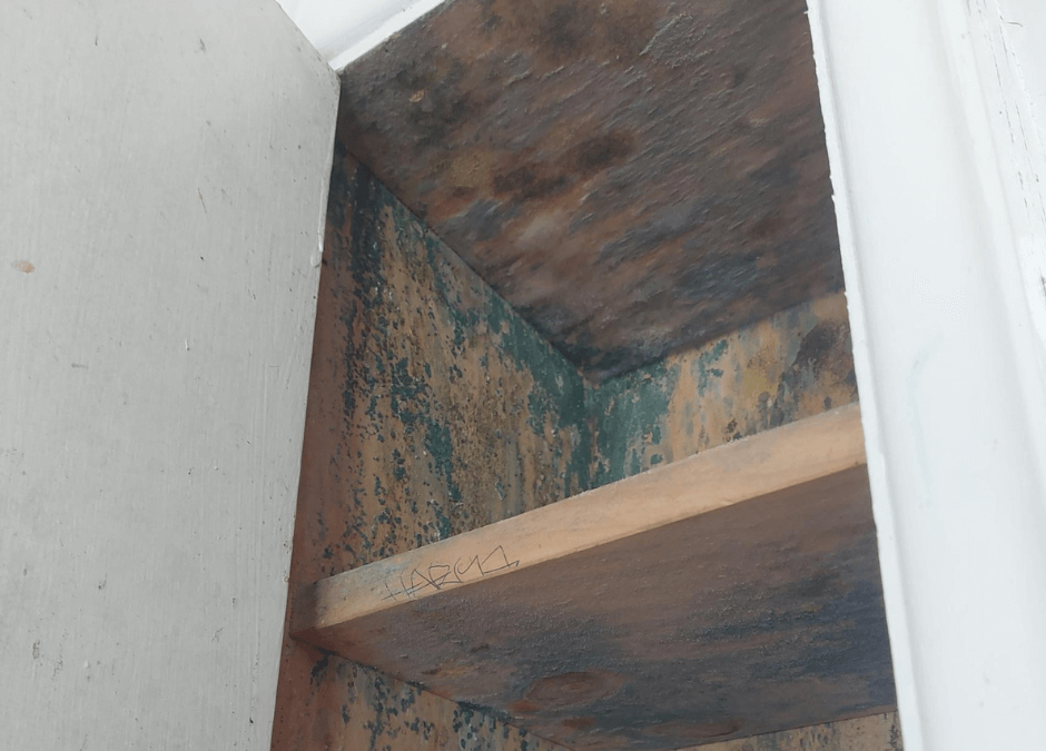 toxic mould inside cupboard