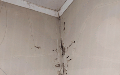 The Importance of Regular Home Inspections for Preventing Mould Growth: A Guide for Landlords