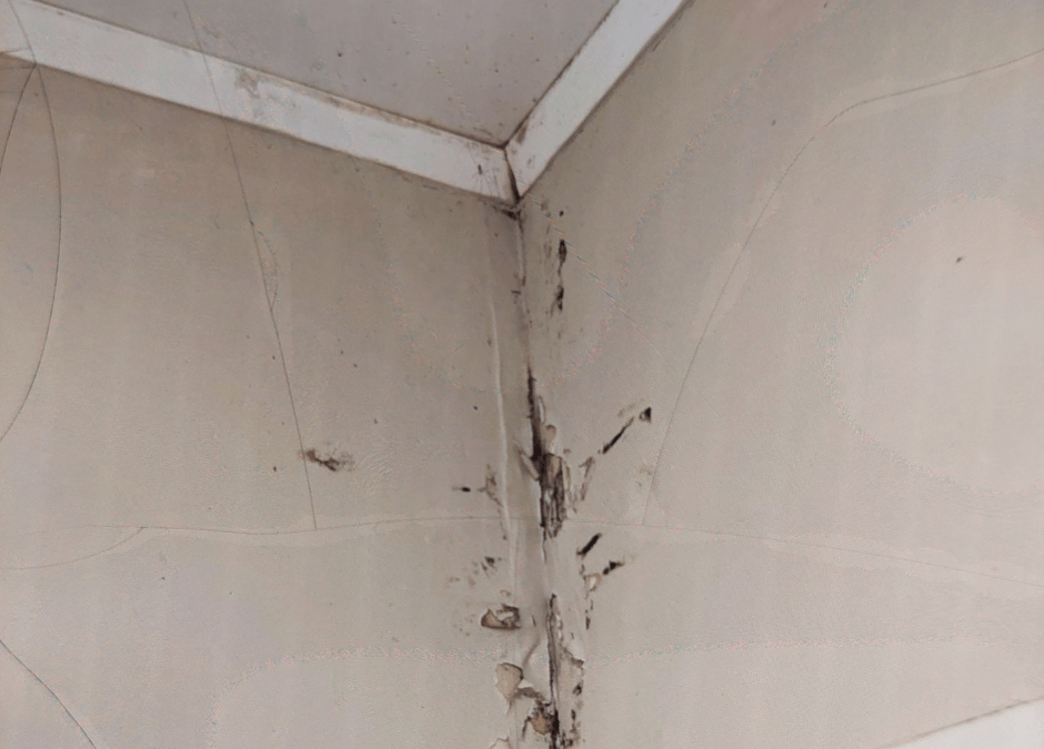 mould on wall discovered during inspection