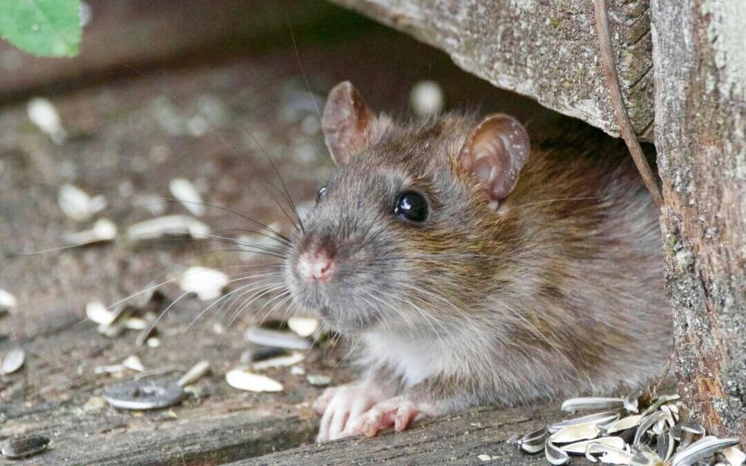 Small rodent squeezing under a door, seeking shelter indoors