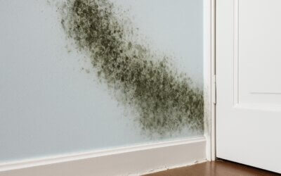 Winter Damp & Mould: Spot the Warning Signs in Your Home