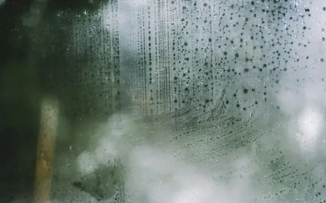 The Dangers of Mould Growth in Homes and the Importance of Professional Mould Removal