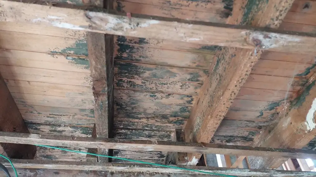 Extreme mould contamination on wooden floorboards