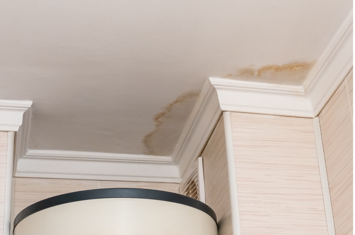 Ceiling mould in New Zealand home